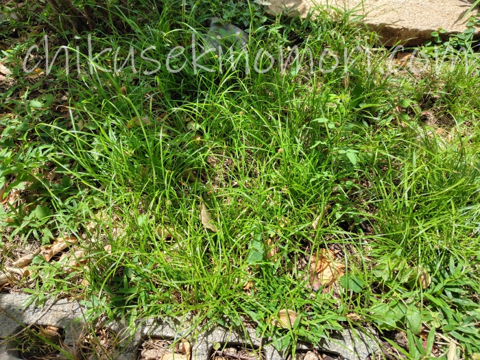 weedagarden_benzalkonium_04