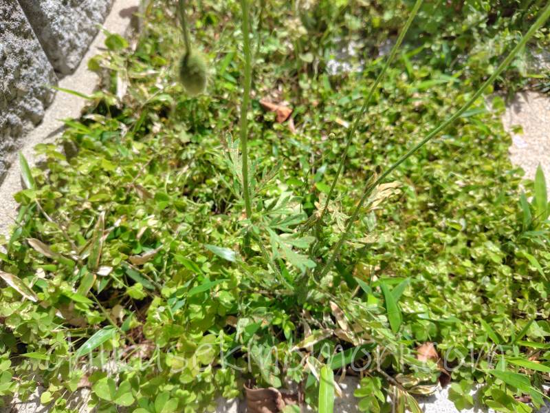 weedagarden_benzalkonium_after2-1