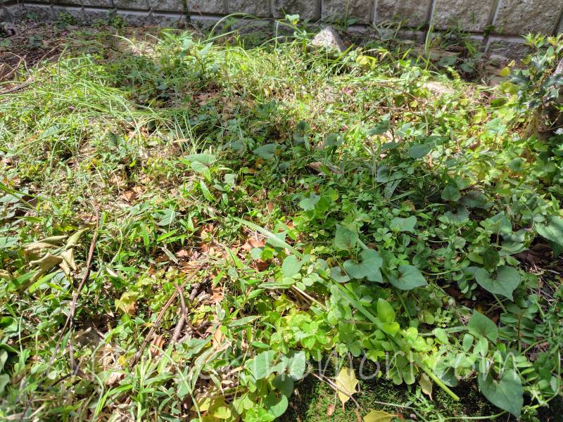 weedagarden_benzalkonium_after2-2