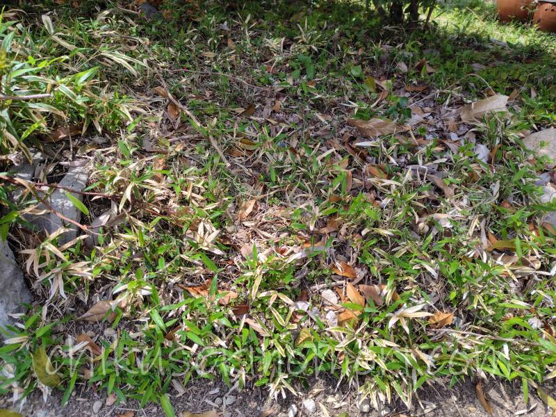 weedagarden_benzalkonium_after2-3